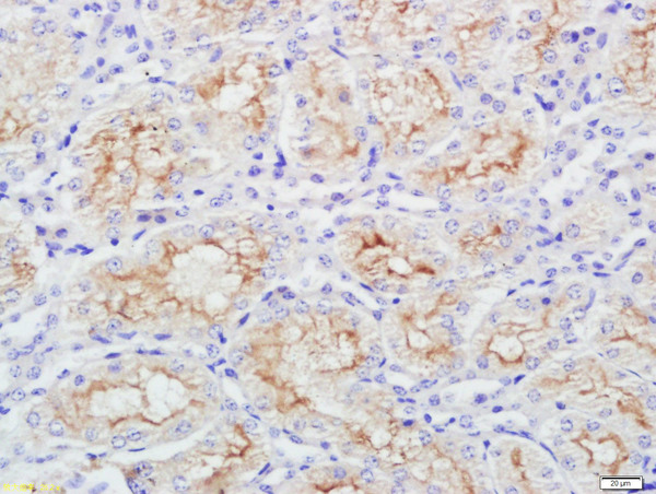 Paraformaldehyde-fixed, paraffin embedded mouse kidney; Antigen retrieval by boiling in sodium citrate buffer (pH6) for 15min; Block endogenous peroxidase by 3% hydrogen peroxide for 30 minutes; Blocking buffer (normal goat serum) at 37°C for 20min; Antibody incubation with SPARC Polyclonal Antibody, Unconjugated (bs-1133R) at 1:500 overnight at 4°C, followed by a conjugated secondary and DAB staining.