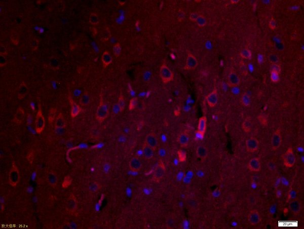 Paraformaldehyde-fixed, paraffin embedded rat brain; Antigen retrieval by boiling in sodium citrate buffer (pH6) for 15min; Block endogenous peroxidase by 3% hydrogen peroxide for 30 minutes; Blocking buffer (normal goat serum) at 37°C for 20min; Antibody incubation with SPARC Polyclonal Antibody, Unconjugated (bs-1133R) at 1:500 overnight at 4°C, followed by a conjugated secondary Goat Anti-Rabbit IgG, Cy3 conjugated(bs-0295G-Cy3)used at 1:200 dilution for 40 minutes at 37°C. DAPI(5ug/ml) was used to stain the cell nuclei