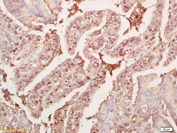 Formalin-fixed and paraffin embedded mouse small intestine labeled Anti-GDF8/MSTN Polyclonal Antibody, Unconjugated (bs-1288R) at 1:200, followed by conjugation to the secondary antibody and DAB staining