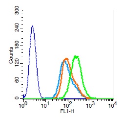 Human raji cells probed with RANKL Polyclonal Antibody, Unconjugated (bs-0747R) (green) at 1:100 for 30 minutes followed by a FITC conjugated secondary antibody compared to unstained cells (blue), secondary only (light blue), and isotype control (orange).