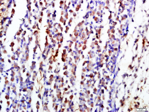 Paraformaldehyde-fixed, paraffin embedded mouse embryo tissue; Antigen retrieval by boiling in sodium citrate buffer(pH6) for 15min; Block endogenous peroxidase by 3% hydrogen peroxide for 30 minutes; Blocking buffer (normal goat serum) at 37°C for 20min; Antibody incubation with CD19 Polyclonal Antibody, Unconjugated (bs-0079R) at 1:500 overnight at 4°C, followed by a conjugated secondary and DAB staining