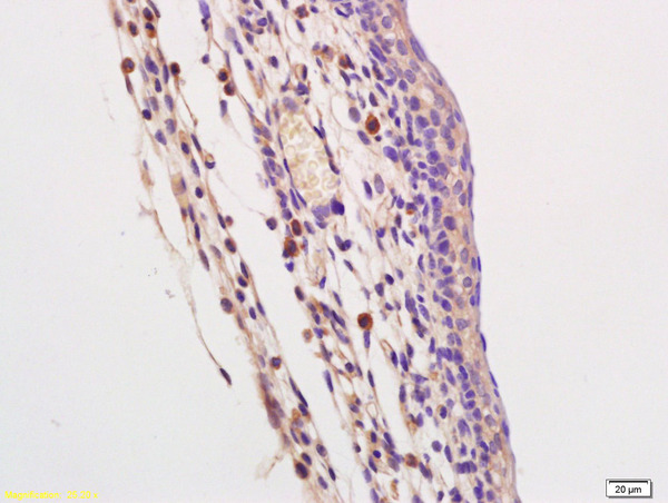Formalin-fixed and paraffin embedded mouse embryo labeled with Rabbit Anti TLR9/CD289 Polyclonal Antibody, Unconjugated (bs-2717R) at 1:200 followed by conjugation to the secondary antibody and DAB staining