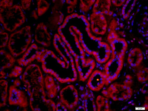 Paraformaldehyde-fixed, paraffin embedded human kidney; Antigen retrieval by boiling in sodium citrate buffer (pH6) for 15min; Block endogenous peroxidase by 3% hydrogen peroxide for 30 minutes; Blocking buffer (normal goat serum) at 37°C for 20min; Antibody incubation with CHRNA7 Polyclonal Antibody, Unconjugated (bs-1049R) at 1:200 overnight at 4°C, followed by a conjugated secondary Goat Anti-Rabbit IgG, Cy3 conjugated(bs-0295G-Cy3)used at 1:200 dilution for 40 minutes at 37°C. DAPI(5ug/ml) was used to stain the cell nuclei.