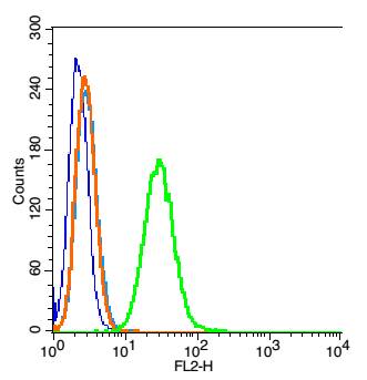 RSC96 cells probed with Tubulin-beta Polyclonal Antibody, Unconjugated (bs-0210R)  at 1:20 for 30 minutes followed by incubation with a conjugated secondary (PE Conjugated)  (green) for 30 minutes compared to control cells (blue), secondary only (light blue) and isotype control (orange).