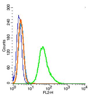 RSC96 probed with Ezrin Polyclonal Antibody, Unconjugated (bs-1343R)  at 1:100 for 30 minutes followed by incubation with a PE conjugated secondary  (green) for 30 minutes compared to control cells (blue), secondary only (light blue) and isotype control (orange).