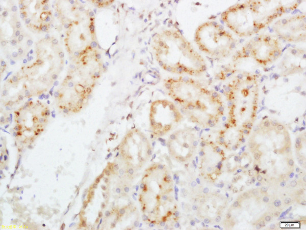 Paraformaldehyde-fixed, paraffin embedded rat kidney; Antigen retrieval by boiling in sodium citrate buffer (pH6) for 15min; Block endogenous peroxidase by 3% hydrogen peroxide for 30 minutes; Blocking buffer (normal goat serum) at 37°C for 20min; Antibody incubation with EPO Polyclonal Antibody, Unconjugated (bs-2343R ) at 1:200 overnight at 4°C, followed by a conjugated secondary and DAB staining.