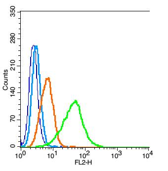 Hela probed with Nitrotyrosine Polyclonal Antibody, Unconjugated (bs-8551R) at 1:100 for 30 minutes followed by incubation with a conjugated secondary (PE Cpnjugated) (green) for 30 minutes compared to control cells (blue), secondary only (light blue) and isotype control (orange).