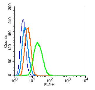 RSC96 probed with Mfn1 Polyclonal Antibody, Unconjugated (bs-0557R) at 1:100 for 30 minutes followed by incubation with a conjugated secondary (PE Conjugated) (green) for 30 minutes compared to control cells (blue), secondary only (light blue) and isotype control (orange).