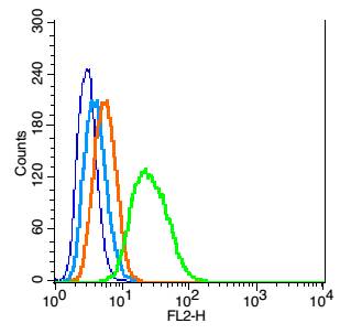 RSC96 cells probed with TrkB Polyclonal Antibody, Unconjugated (bs-0175R)  at [CNC.] for 30 minutes followed by incubation with a conjugated secondary (PE Conjugated)  (green) for 30 minutes compared to control cells (blue), secondary only (light blue) and isotype control (orange).
