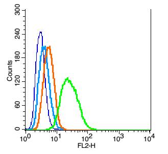 RSC96 cells probed with TrkB Polyclonal Antibody, Unconjugated (bs-0175R) at [CNC.] for 30 minutes followed by incubation with a conjugated secondary (PE Conjugated) (green) for 30 minutes compared to control cells (blue), secondary only (light blue) and isotype control (orange).