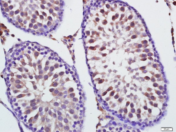 Paraformaldehyde-fixed, paraffin embedded rat testis; Antigen retrieval by boiling in sodium citrate buffer (pH6) for 15min; Block endogenous peroxidase by 3% hydrogen peroxide for 30 minutes; Blocking buffer (normal goat serum) at 37°C for 20min; Antibody incubation with Mitofusin 1 Polyclonal Antibody, Unconjugated (bs-0557R) at 1:400 overnight at 4°C, followed by a conjugated secondary for 20 minutes and DAB staining.
