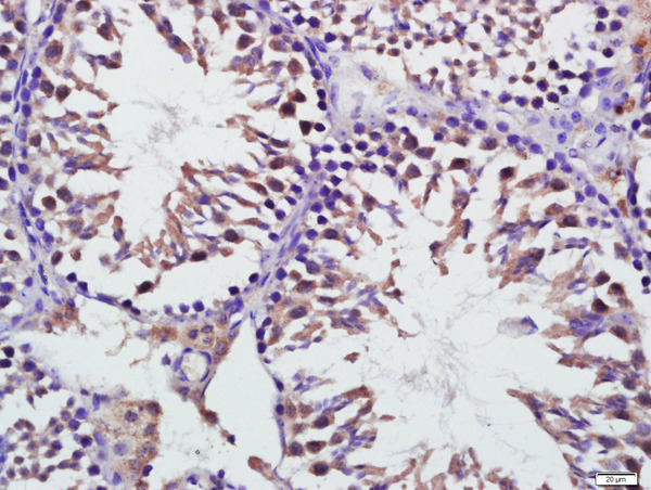Paraformaldehyde-fixed, paraffin embedded mouse testis; Antigen retrieval by boiling in sodium citrate buffer (pH6) for 15min; Block endogenous peroxidase by 3% hydrogen peroxide for 30 minutes; Blocking buffer (normal goat serum) at 37°C for 20min; Antibody incubation with Mitofusin 1 Polyclonal Antibody, Unconjugated (bs-0557R) at 1:400 overnight at 4°C, followed by a conjugated secondary for 20 minutes and DAB staining.