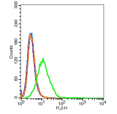 HEK 239T cells probed with VLDL Receptor Polyclonal Antibody, Unconjugated (bs-4228R) at 1:20 for 30 minutes followed by incubation with a conjugated secondary (PE Conjugated) (green) for 30 minutes compared to control cells (blue), secondary only (light blue) and isotype control (orange).