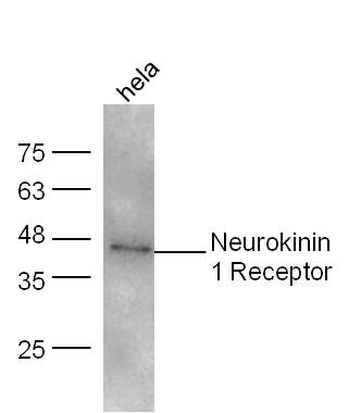 HeLa lysates probed with Neurokinin 1 Receptor Polyclonal Antibody, unconjugated (bs-0064R) at 1:300 overnight at 4°C followed by a conjugated secondary antibody at 1:10000 for 60 minutes at 37°C.
