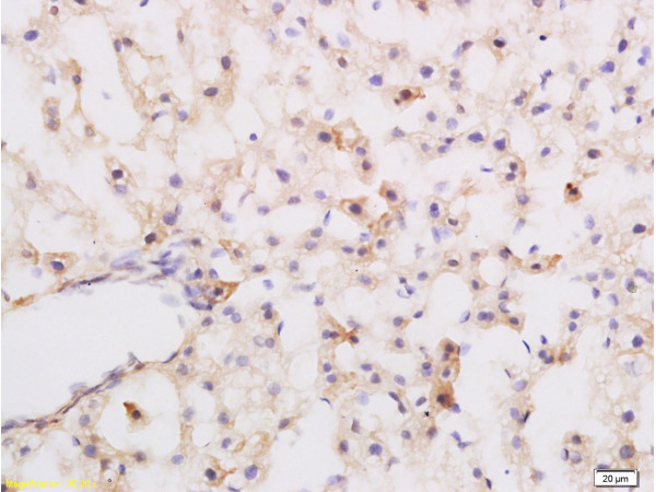 Formalin-fixed and paraffin embedded rat liver labeled with Rabbit Anti-Substance P Polyclonal Antibody (bs-0065R)at 1:200 followed by conjugation to the secondary antibody and DAB staining.