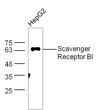HepG2 lysates probed with Scavenger receptor class B member 1 Polyclonal Antibody, unconjugated (bs-1186R) at 1:300 overnight at 4°C followed by a conjugated secondary antibody at 1:10000 for 60 minutes at 37°C.