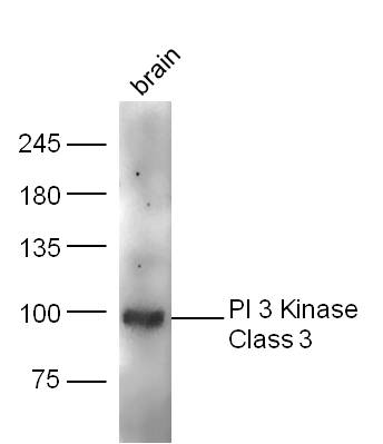 Mouse brain lysates probed with PI 3 Kinase Class 3 Polyclonal Antibody, unconjugated (bs-4159R) at 1:300 overnight at 4\u00b0C followed by a conjugated secondary antibody at 1:10000 for 60 minutes at 37\u00b0C.