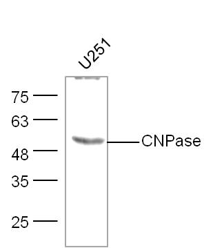 U251 lysates probed with CNPase Polyclonal Antibody, unconjugated (bs-1000R) at 1:300 overnight at 4°C followed by a conjugated secondary antibody at 1:10000 for 60 minutes at 37°C.