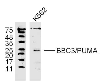 K562 lysates probed with PUMA Polyclonal Antibody, unconjugated (bs-1573R) at 1:300 overnight at 4°C followed by a conjugated secondary antibody at 1:10000 for 60 minutes at 37°C.