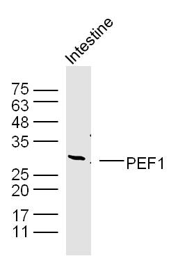 Mouse intestine lysates probed with PEF1 Polyclonal Antibody, unconjugated (bs-6768R) at 1:300 overnight at 4°C followed by a conjugated secondary antibody at 1:10000 for 90 minutes at 37°C.