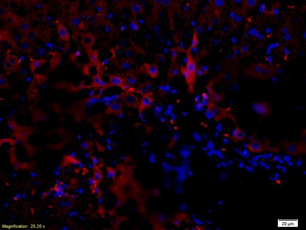 Formalin-fixed and paraffin-embedded rat liver labeled with Anti-NGFR\/p75NTR Polyclonal Antibody, Unconjugated(bs-0022R) 1:200, overnight at 4\u00b0C, The secondary antibody was Goat Anti-Rabbit IgG, PE conjugated(bs-0295G-PE)used at 1:200 dilution for 40 minutes at 37\u00b0C.