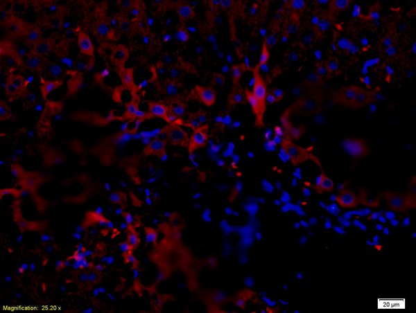 Formalin-fixed and paraffin-embedded rat liver labeled with Anti-NGFR/p75NTR Polyclonal Antibody, Unconjugated(bs-0022R) 1:200, overnight at 4°C, The secondary antibody was Goat Anti-Rabbit IgG, PE conjugated(bs-0295G-PE)used at 1:200 dilution for 40 minutes at 37°C.