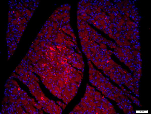 Paraformaldehyde-fixed, paraffin embedded Rat Pancreas tissue; Antigen retrieval by boiling in sodium citrate buffer(pH6) for 15min; Block endogenous peroxidase by 3% hydrogen peroxide for 30 minutes; Blocking buffer (normal goat serum) at 37°C for 30min; Antibody incubation with FAM134B Polyclonal Antibody, Unconjugated (bs-13136R) at 1:200 overnight at 4°C, followed by a conjugated secondary and DAPI staining