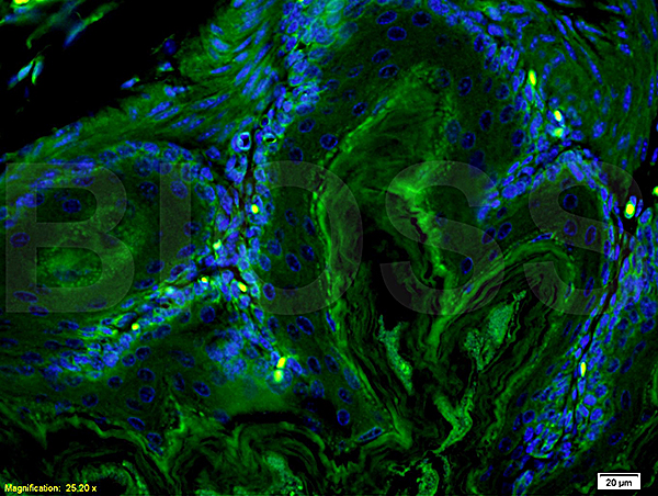 Mouse Small Intestine labeled with Anti-Actin A/Alpha SMA Polyclonal Antibody, Unconjugated(bs-0189R) 1:200 followed by conjugation to the secondary antibody Goat Anti-Rabbit IgG, FITC conjugated(bs-0295G-FITC)used at 1:200 dilution for 40 minutes at 37°C