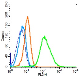 Human Raji cells probed with IL-6R beta Polyclonal Antibody, Unconjugated (bs-1459R) (green) at 1:100 for 30 minutes followed by a PE conjugated secondary antibody compared to unstained cells (blue), secondary only (light blue), and isotype control (orange).