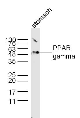 Mouse stomach lysates probed with PPAR gamma Polyclonal Antibody, unconjugated (bs-0530R) at 1:300 overnight at 4°C followed by a conjugated secondary antibody at 1:10000 for 60 minutes at 37°C.