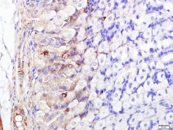 Paraformaldehyde-fixed, paraffin embedded mouse stomach; Antigen retrieval by boiling in sodium citrate buffer (pH6.0) for 15min; Block endogenous peroxidase by 3% hydrogen peroxide for 20 minutes; Blocking buffer (normal goat serum) at 37°C for 30min; Antibody incubation with FABP5 Polyclonal Antibody, Unconjugated bs-2370R at 1:400 overnight at 4°C, followed by a conjugated secondary for 20 minutes and DAB staining.