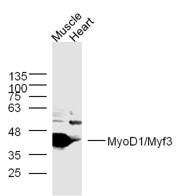 Lane 1: mouse muscle lysates; Lane 2: mouse heart lysates probed with MyoD1 Polyclonal Antibody, Unconjugated (bs-2442R) at 1:300 overnight at 4˚C. Followed by a conjugated secondary antibody at 1:5000 for 90 min at 37˚C.