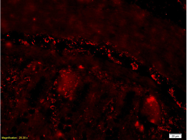 Formalin-fixed and paraffin embedded mouse small intestine tissue labeled with Rabbit Anti-PACAP-38 Polyclonal Antibody (bs-0200R) , Unconjugated  at 1:200 followed by conjugation to the secondary antibody and DAB staining.