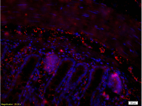 Formalin-fixed and paraffin embedded mouse small intestine tissue labeled with Rabbit Anti-PACAP-38 Polyclonal Antibody (bs-0200R) , Unconjugated at 1:200 followed by conjugation to the secondary antibody and DAB staining.