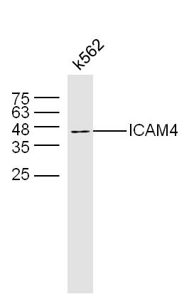 K562 lysates probed with ICAM4 Polyclonal Antibody, Uconjugated (bs-7637R) at 1:300 overnight at 4°C followed by a conjugated secondary antibody at 1:10000 for 60 minutes at 37°C.