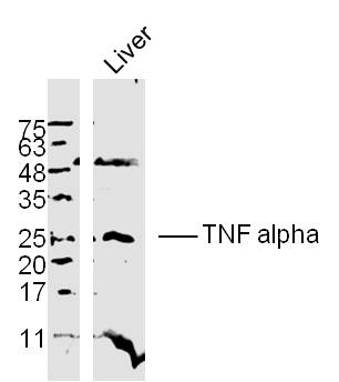 Mouse liver lysates probed with TNF alpha Polyclonal Antibody, unconjugated (bs-2081R) at 1:300 overnight at 4°C followed by a conjugated secondary antibody at 1:10000 for 90 minutes at 37°C.