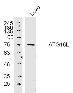 Lane 1: Lovo lysates probed with ATG16L Polyclonal Antibody, Unconjugated (bs-4007R) at 1:300 overnight at 4˚C. Followed by a conjugated secondary antibody at 1:5000 for 90 min at 37˚C.