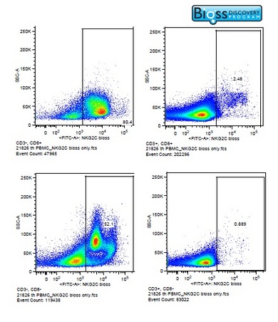 Image kindly submitted by Shoko Hagen at Oregon Health and Science University.\n\nRhesus Macaques PBMCs were stained with 5uL per tube of Rabbit Anti-NKG2C Polyclonal Antibody, FITC Conjugated (bs-2416R-FITC)