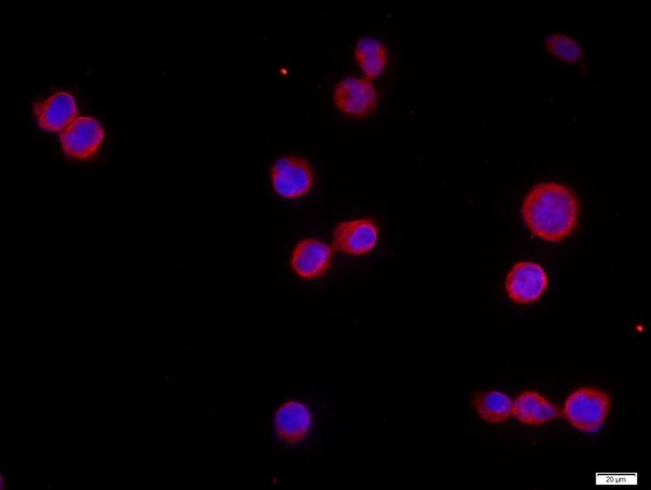 HEK 293T cells were stained with CHRNA7 Polyclonal Antibody, Unconjugated (bs-1049R)  at  1:500 in PBS and incubated for two hours at room temperature, followed by secondary antibody Goat Anti-Rabbit IgG, Cy3 conjugated (bs-0295G-Cy3) used at 1:400 dilution for 90 minutes at 37\u00b0C. DAPI (5ug\/ml, blue) was used to stain the cell nuclei,