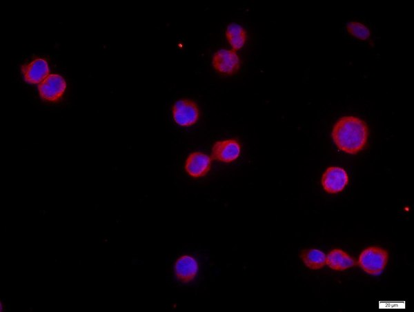 HEK 293T cells were stained with CHRNA7 Polyclonal Antibody, Unconjugated (bs-1049R) at 1:500 in PBS and incubated for two hours at room temperature, followed by secondary antibody Goat Anti-Rabbit IgG, Cy3 conjugated (bs-0295G-Cy3) used at 1:400 dilution for 90 minutes at 37°C. DAPI (5ug/ml, blue) was used to stain the cell nuclei,