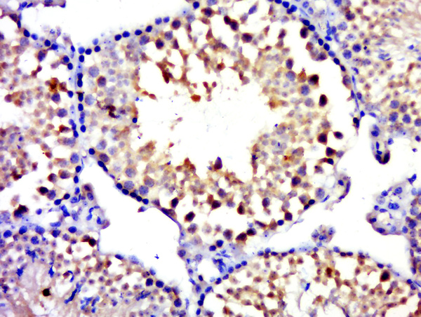Paraformaldehyde-fixed, paraffin embedded mouse testis tissue; Antigen retrieval by boiling in sodium citrate buffer(pH6) for 15min; Block endogenous peroxidase by 3% hydrogen peroxide for 30 minutes; Blocking buffer (normal goat serum) at 37°C for 20min; Antibody incubation with Rabbit Anti-MYCBPAP Polyclonal Antibody, Unconjugated (bs-13614R) at 1:500 overnight at 4°C, followed by a conjugated secondary and DAB staining