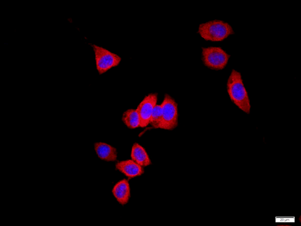 HeLa cells were stained with AQP1 Polyclonal Antibody, Unconjugated(bs-1506R) at 1:500 in PBS and incubated for two hours at 37°C followed by Goat Anti-Rabbit IgG (H+L) Cy3 conjugated secondary antibody. DAPI staining of the nucleus was done and then detected.
