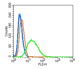 Hela cells probed with SKP2 Polyclonal Antibody, Unconjugated (bs-1096R) (green) at 1:100 for 30 minutes followed by a PE conjugated secondary antibody compared to unstained cells (blue), secondary only (light blue), and isotype control (orange).