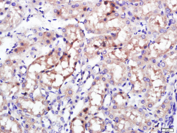 Paraformaldehyde-fixed, paraffin embedded rat kidney; Antigen retrieval by boiling in sodium citrate buffer (pH6.0) for 15min; Block endogenous peroxidase by 3% hydrogen peroxide for 20 minutes; Blocking buffer (normal goat serum) at 37°C for 30min; Antibody incubation with Giantin Polyclonal Antibody, Unconjugated (bs-13356R) at 1:400 overnight at 4°C, followed by a conjugated secondary (sp-0023) for 20 minutes and DAB staining.