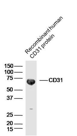 Recombinant human CD31 protein probed with CD31 Polyclonal Antibody, unconjugated (bs-0468R) at 1:300 overnight at 4°C followed by a conjugated secondary antibody at 1:10000 for 90 minutes at 37°C.
