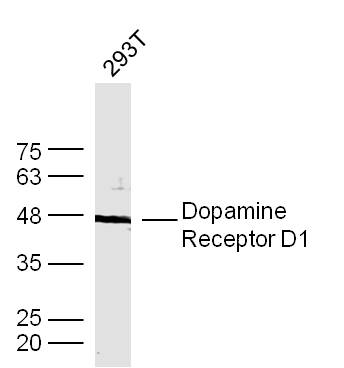 Human 293T cells probed with DRD1 Polyclonal Antibody, unconjugated (bs-1007R) at 1:300 overnight at 4°C followed by a conjugated secondary antibody at 1:10000 for 90 minutes at 37°C.