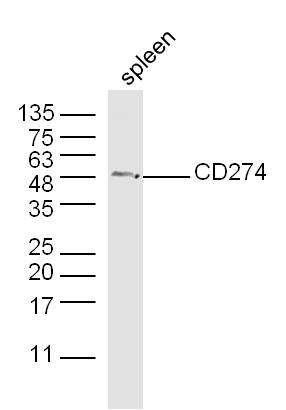 Mouse spleen lysates probed with CD274 Polyclonal Antibody, unconjugated (bs-1103R) at 1:300 overnight at 4°C followed by a conjugated secondary antibody at 1:10000 for 90 minutes at 37°C.