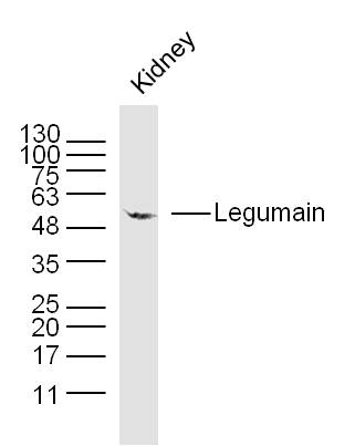 Moues kidney lysates probed with Legumain Polyclonal Antibody, unconjugated (bs-3907R) at 1:300 overnight at 4°C followed by a conjugated secondary antibody at 1:10000 for 90 minutes at 37°C.