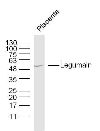 Mouse placenta lysates probed with Legumain Polyclonal Antibody, unconjugated (bs-3907R) at 1:300 overnight at 4°C followed by a conjugated secondary antibody at 1:10000 for 90 minutes at 37°C. Mouse placenta lysates probed with Legumain Polyclonal Antibody, unconjugated (bs-3907R) at 1:300 overnight at 4°C followed by a conjugated secondary antibody at 1:10000 for 90 minutes at 37°C.