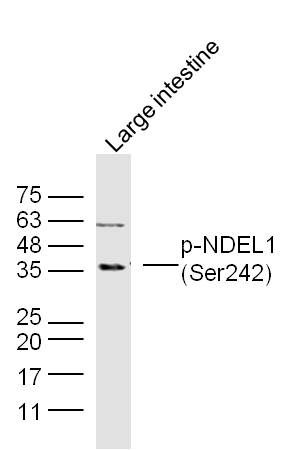 Mouse large intestine lysates probed with NDEL1 (Ser242) Polyclonal Antibody, unconjugated (bs-5523R) at 1:300 overnight at 4°C followed by a conjugated secondary antibody at 1:10000 for 90 minutes at 37°C.